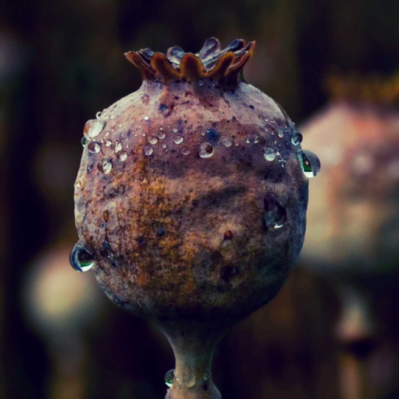 Dark Opium