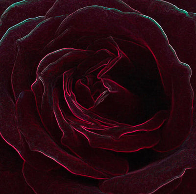 Velvet Rose and Oud